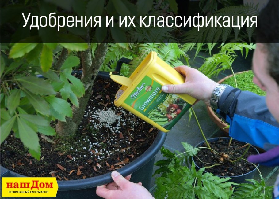 Полив деревьев и кустарников