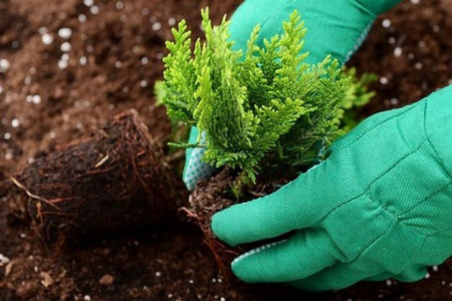 Высаживание саженцев елки пихты сосны