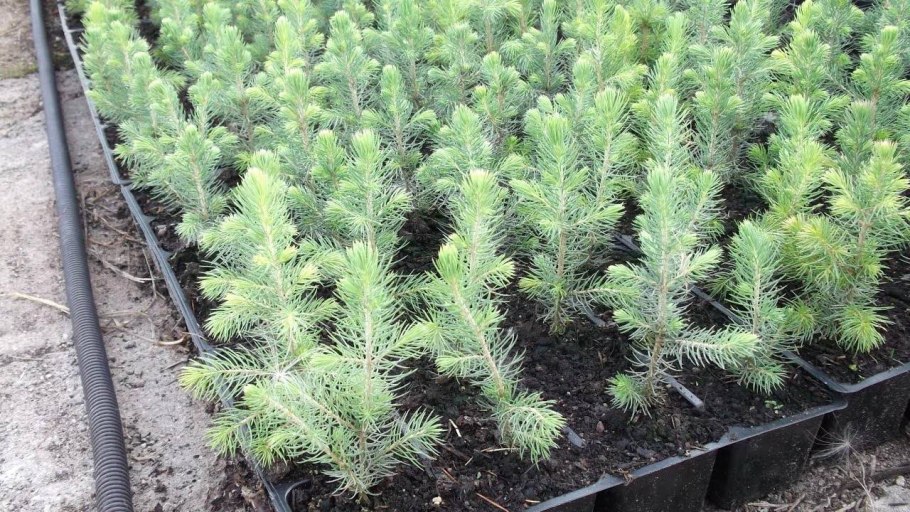 Высаженная ель