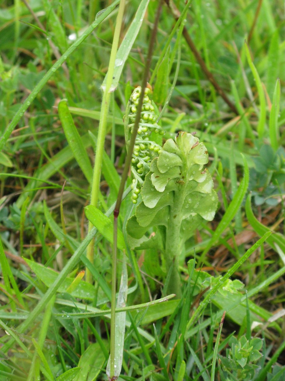 Botrychium Lunaria