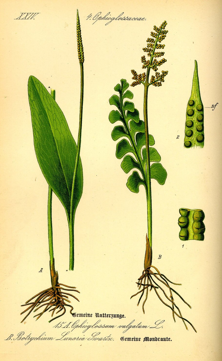 Гроздовник виргинский – Botrychium virginianum (l.) SW.