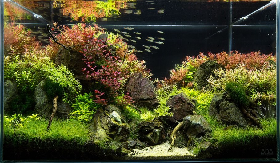 Бонсай в аквариуме