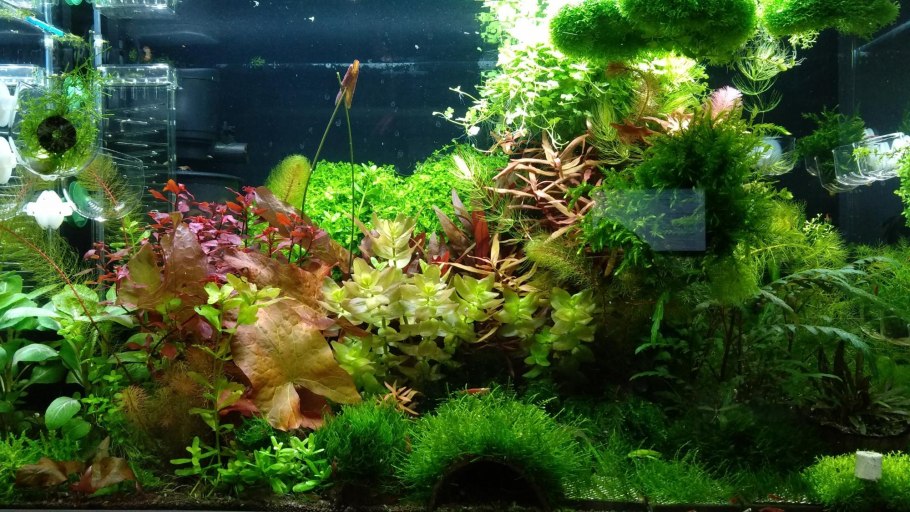 Аммания бонсай