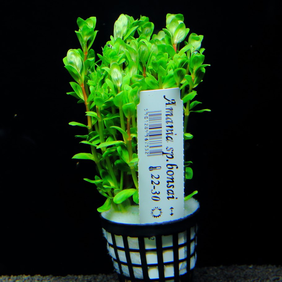 Аммания бонсай (Ammania SP.«Bonsai»)