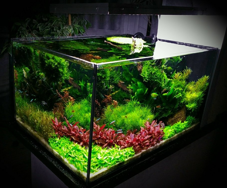 Интересные виды для содержания в нано аквариуме