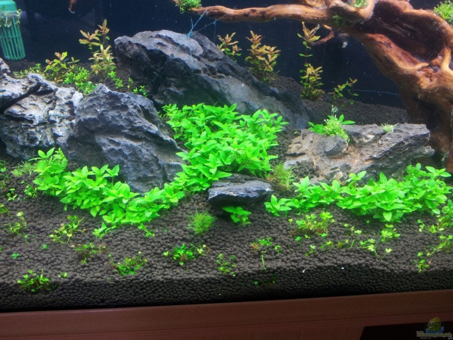 Ротала пусила