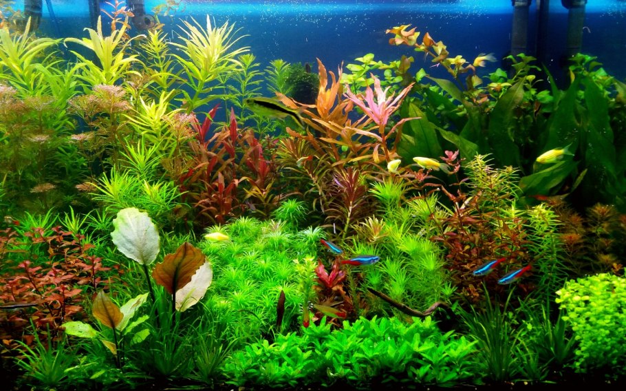 Аммания Грацилис (меристемная)