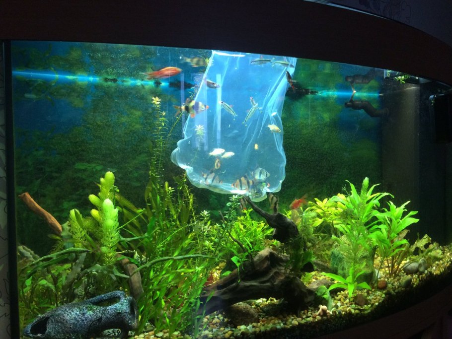 Ротала макрандра красная