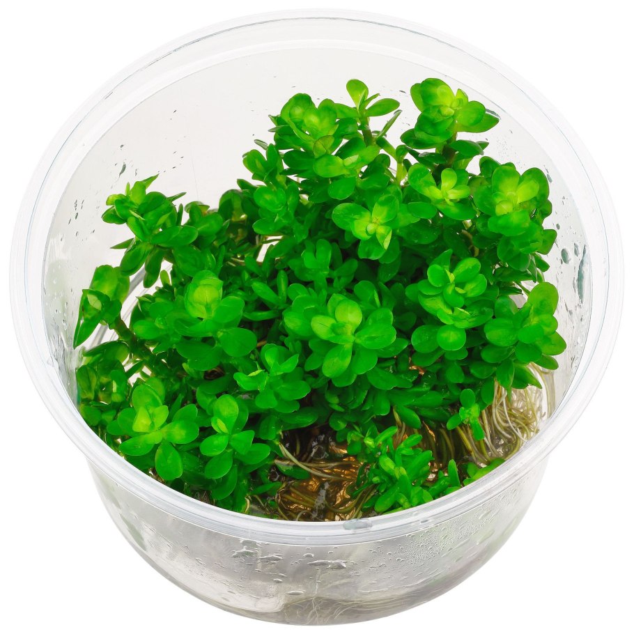 Rotala macrandra