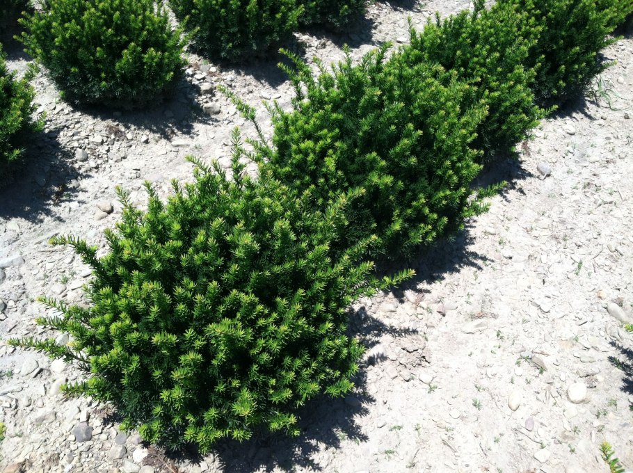 Тис средний (Taxus Media "Hicksii")*