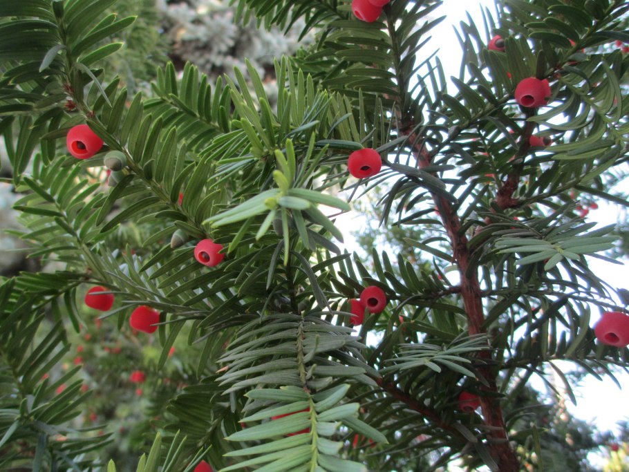 Taxus Densiformis
