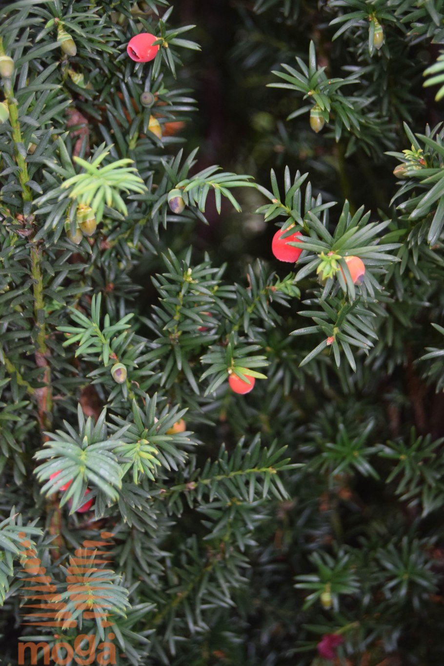 Тис средний Хилли (Taxus Media Hillii)