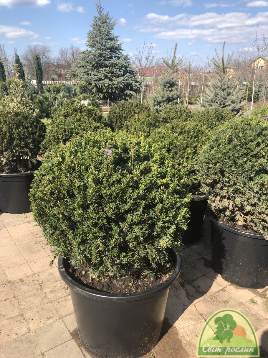 Тис Довастониана