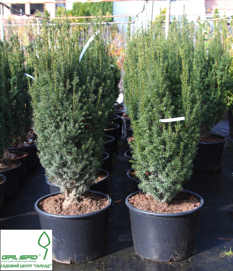 Тисс Taxus baccata