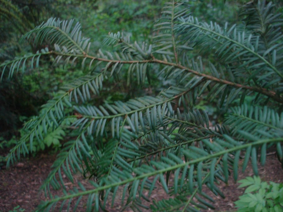 Туя Западная Фастигиата