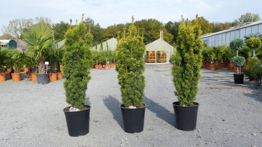Taxus baccata 'Overeynderi'