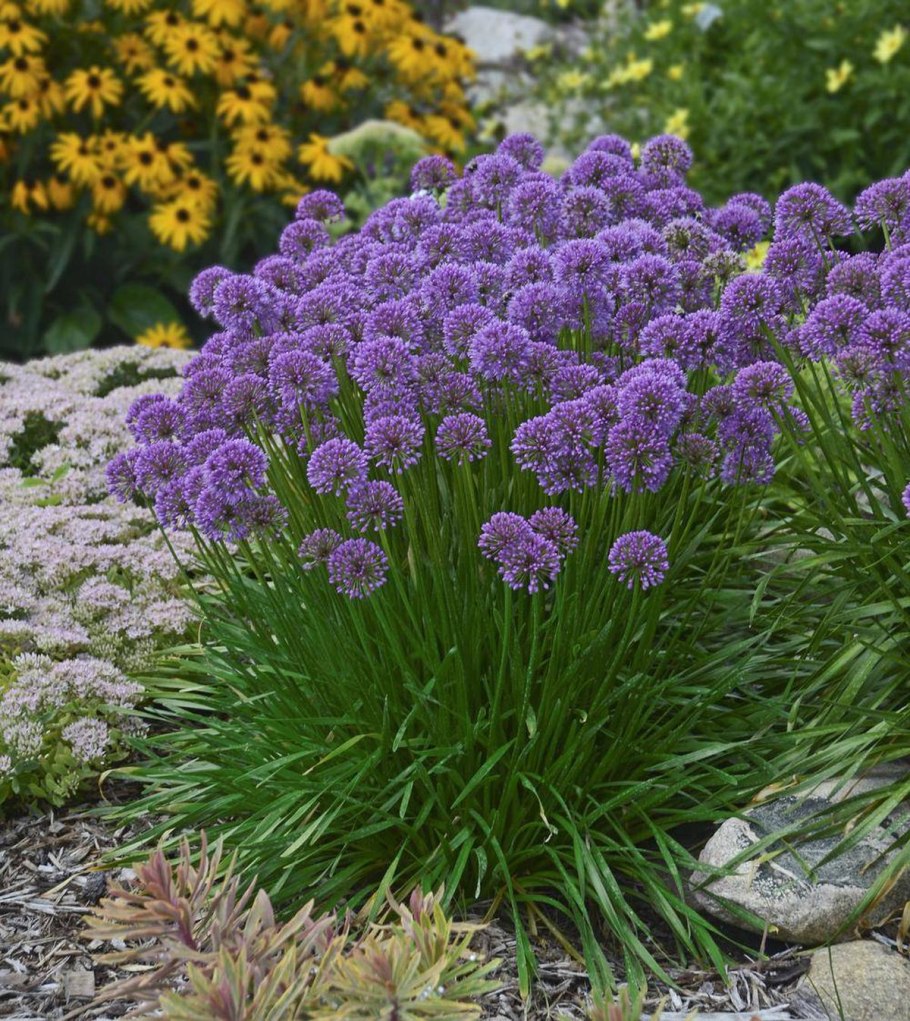 Астильба Gloria purpurea