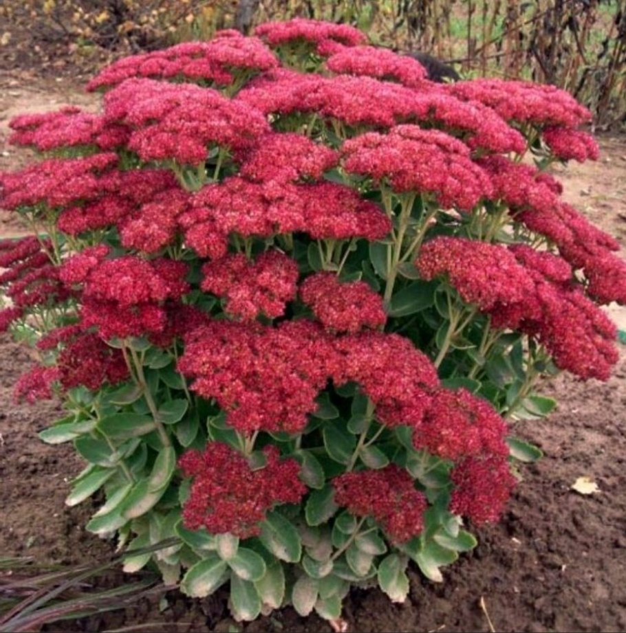 Очиток Видный (Sedum spectabile &#96;Brilliant&#96;)