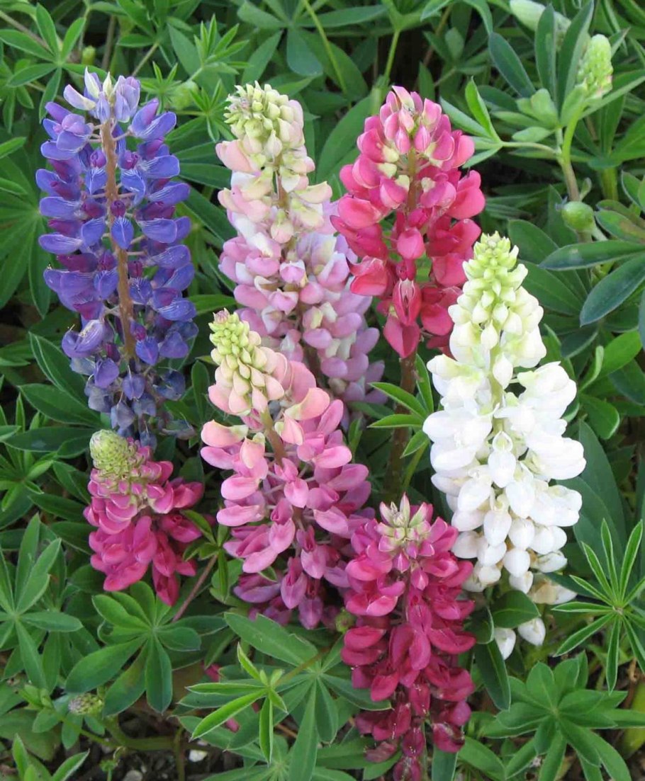 Люпин многолистный