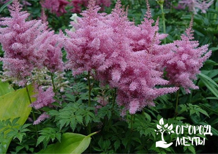 Астильба Арендса Шоустар