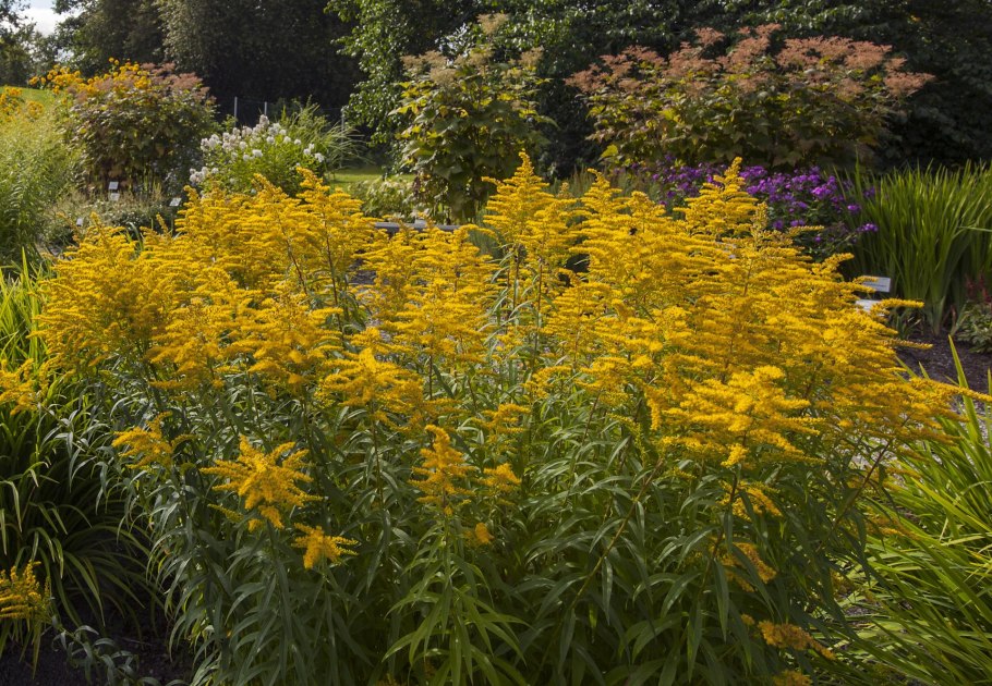 Лиатрис колосковый (Liatris spicata Kobold)