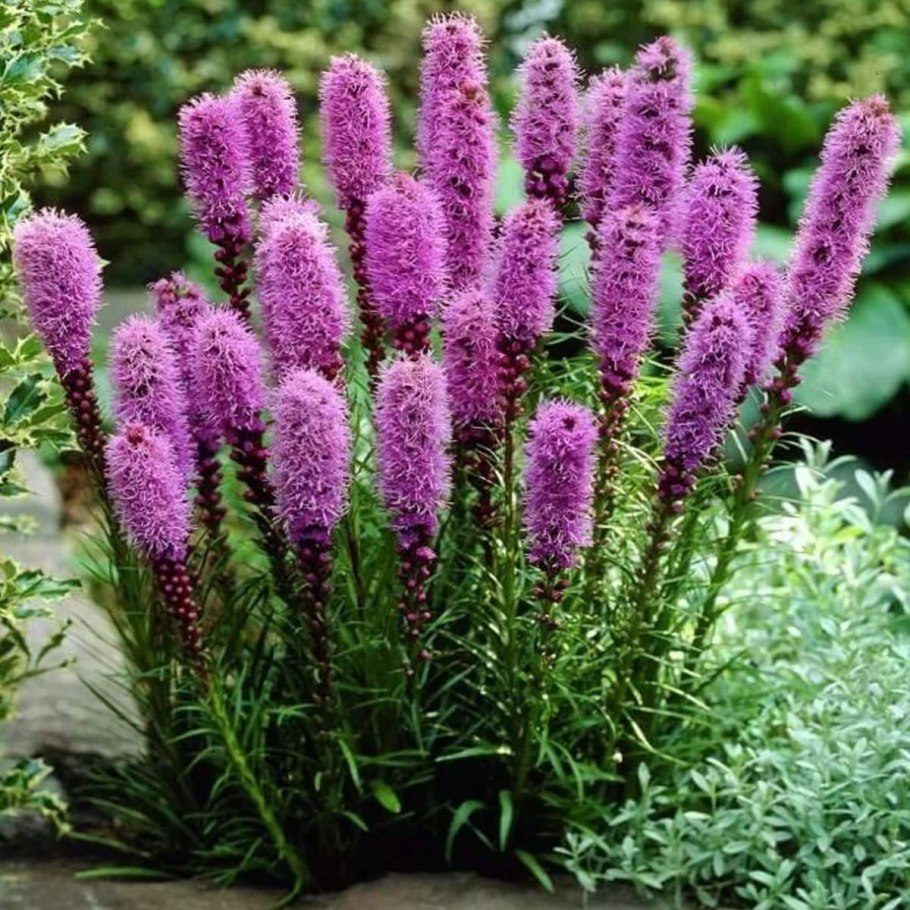 Золотарник гибридный Голд Кинг (с2)