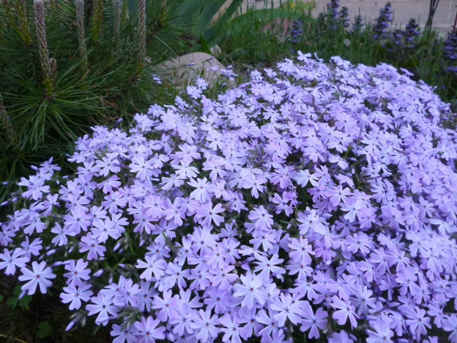 Флокс шиловидный (Phlox subulata)