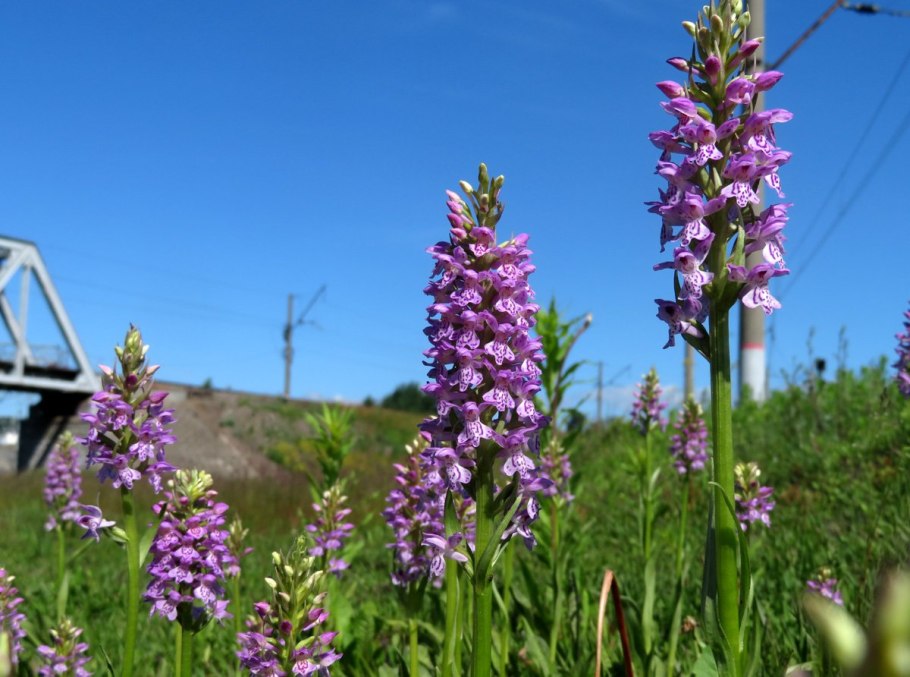 Ятрышник Пальчатокоренник