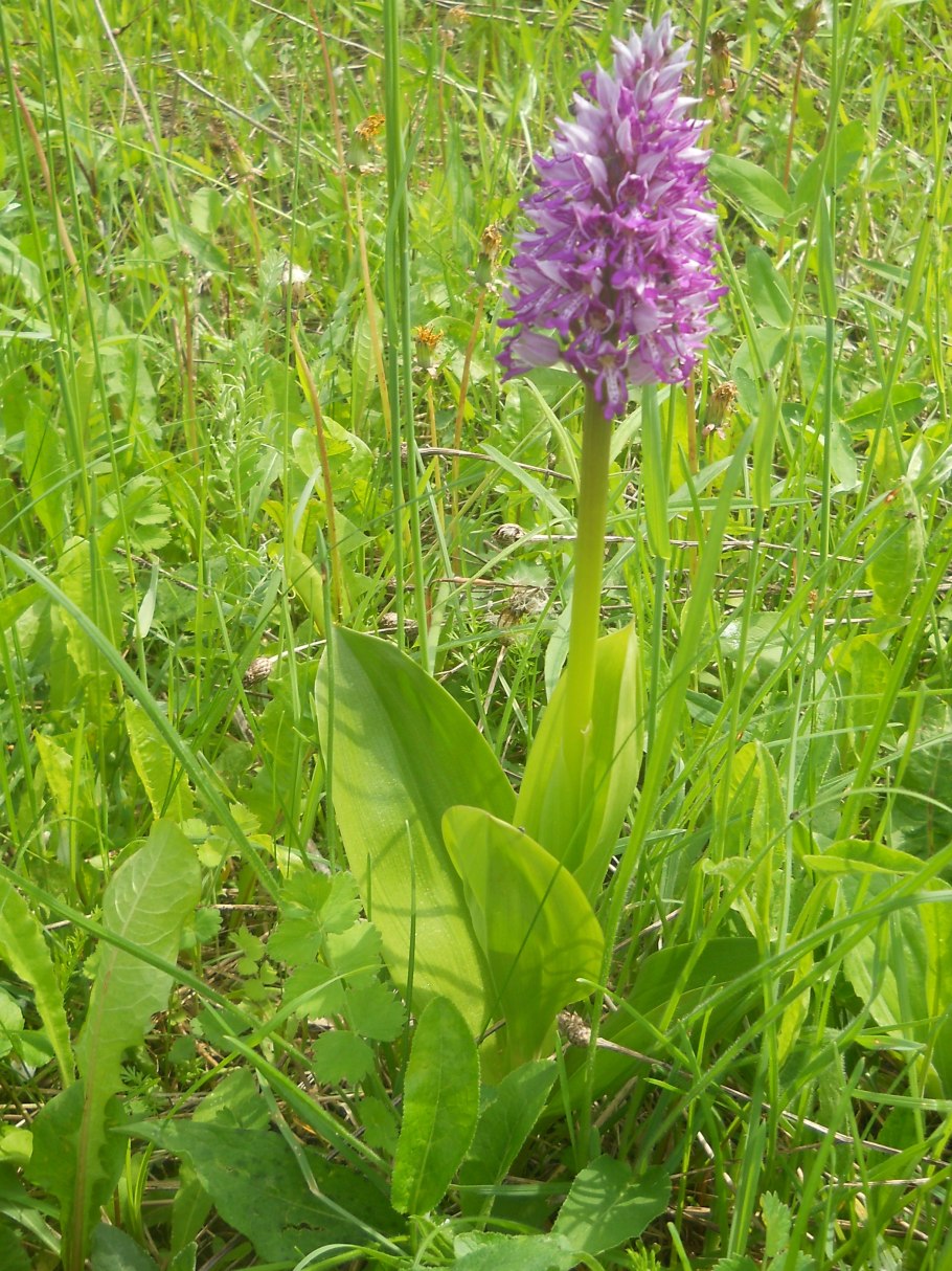 Ятрышник шлемоносный (Orchis militaris),