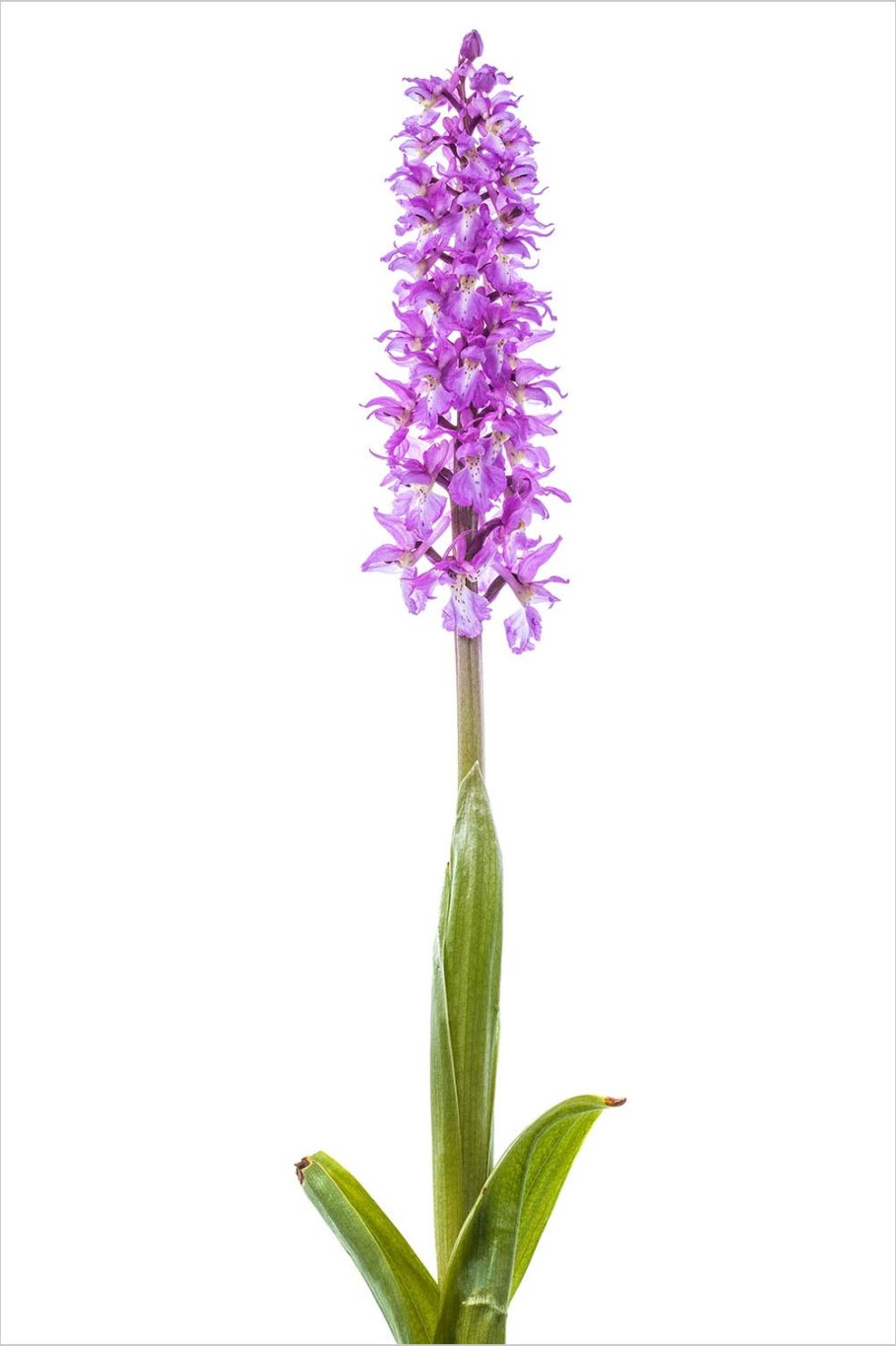 Ятрышник шлемоносный