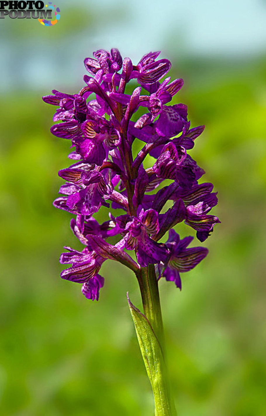 Простые соцветия ятрышник