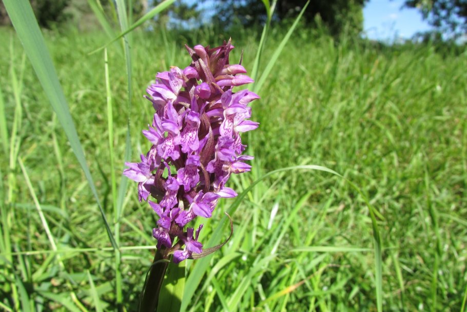 Ятрышник пятнистый