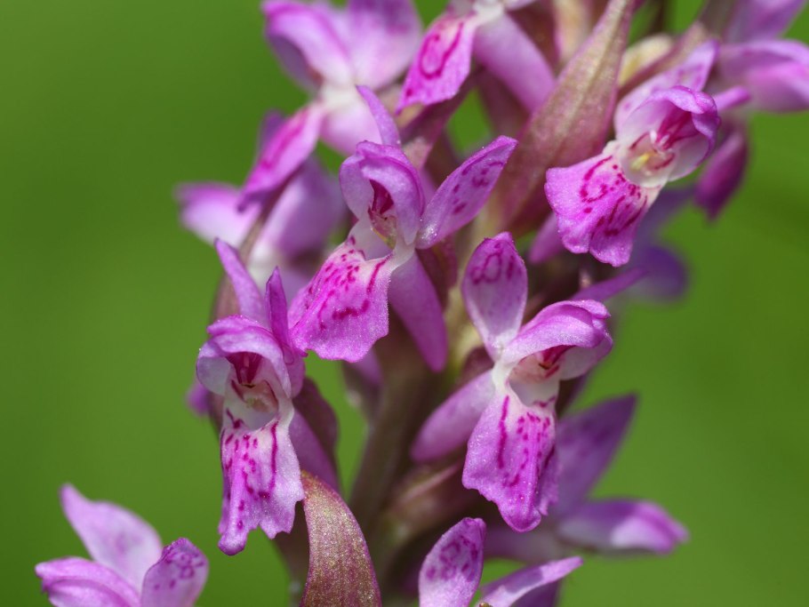 Ятрышник, Орхис (Orchis) cем. Орхидные растение цветок