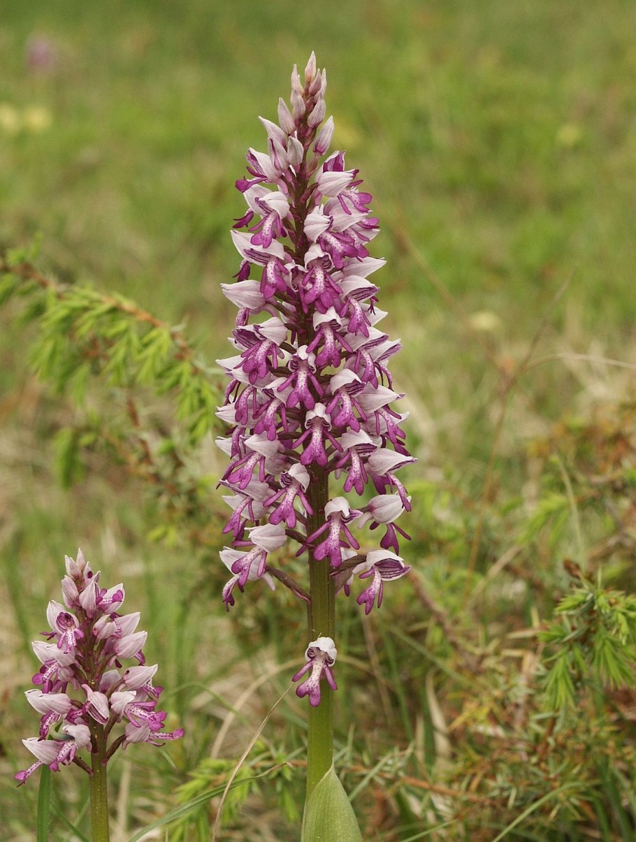 Ятрышник листья пятнистые