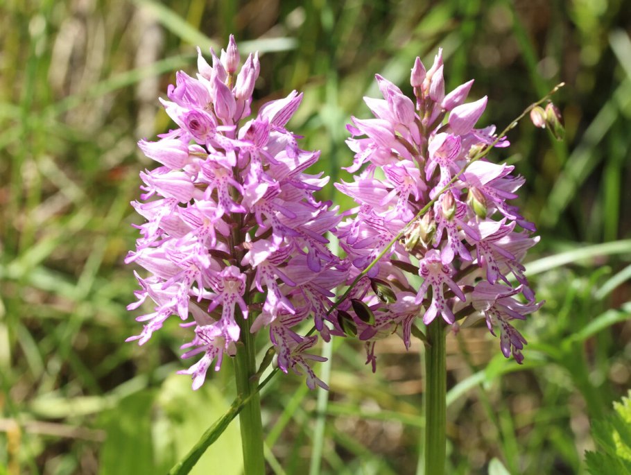Orchis mascula