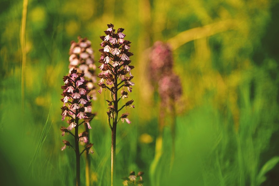 Ятрышник шлемоносный (Orchis militaris),