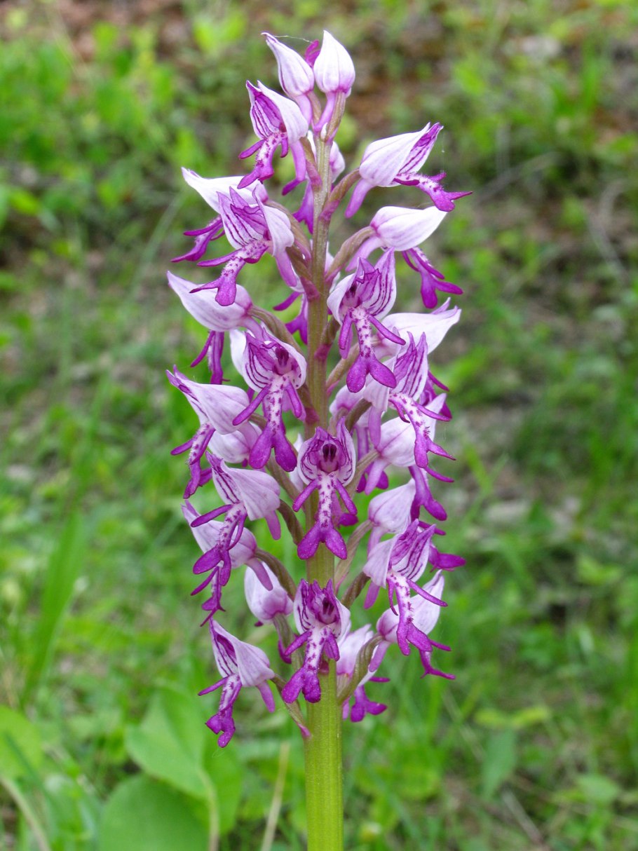 Orchis militaris