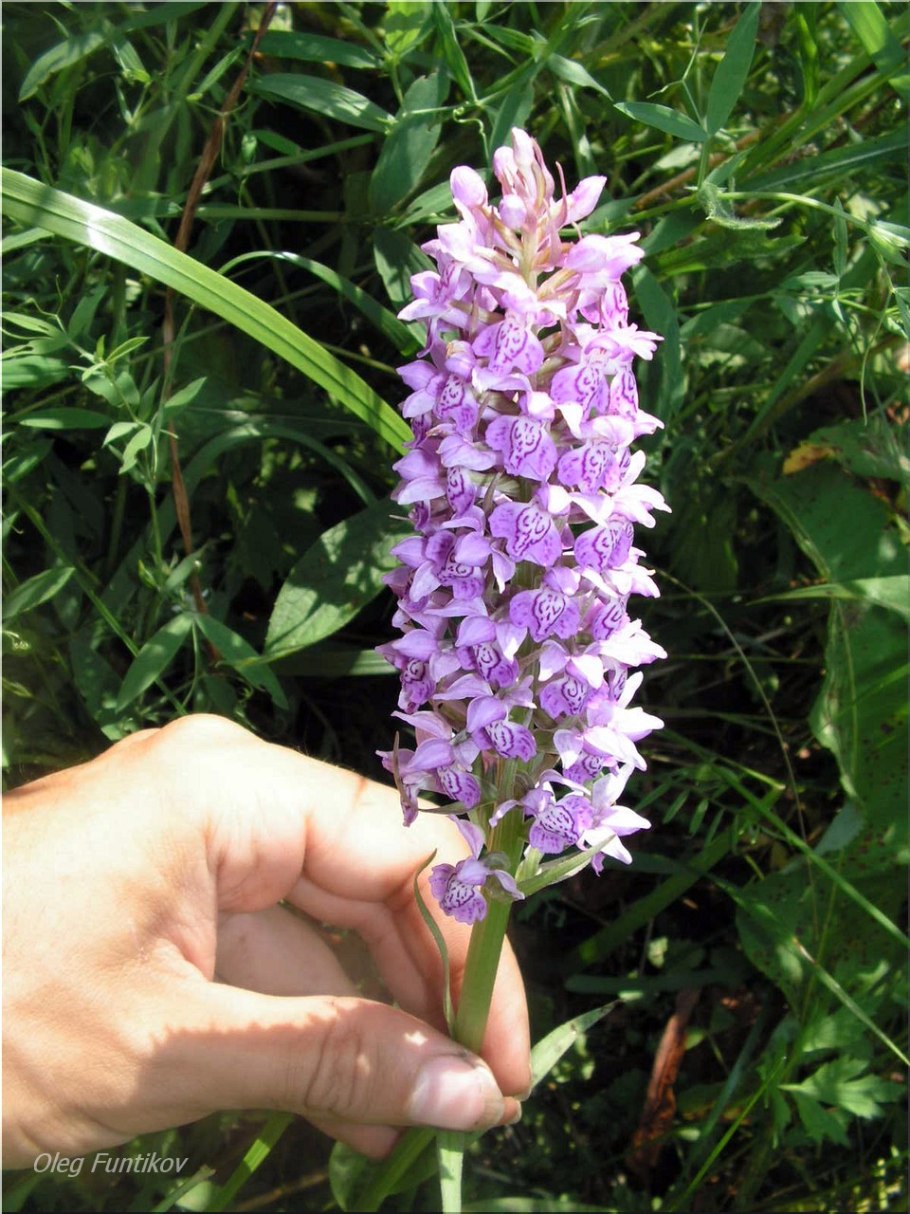 Кокушник комарниковый