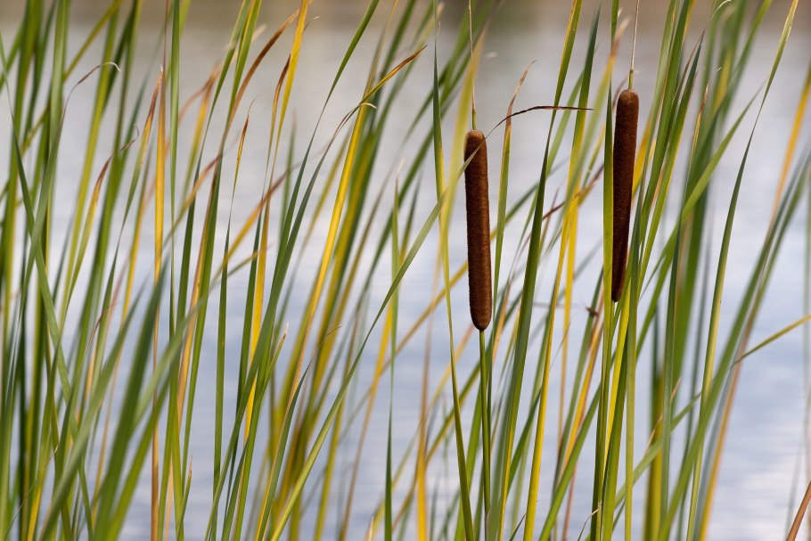 Carex testacea