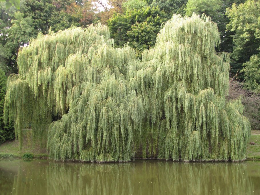 Ива водопад Salix vodopad