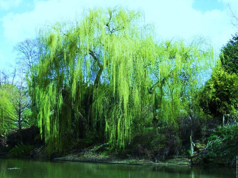 Ива в Нальчик