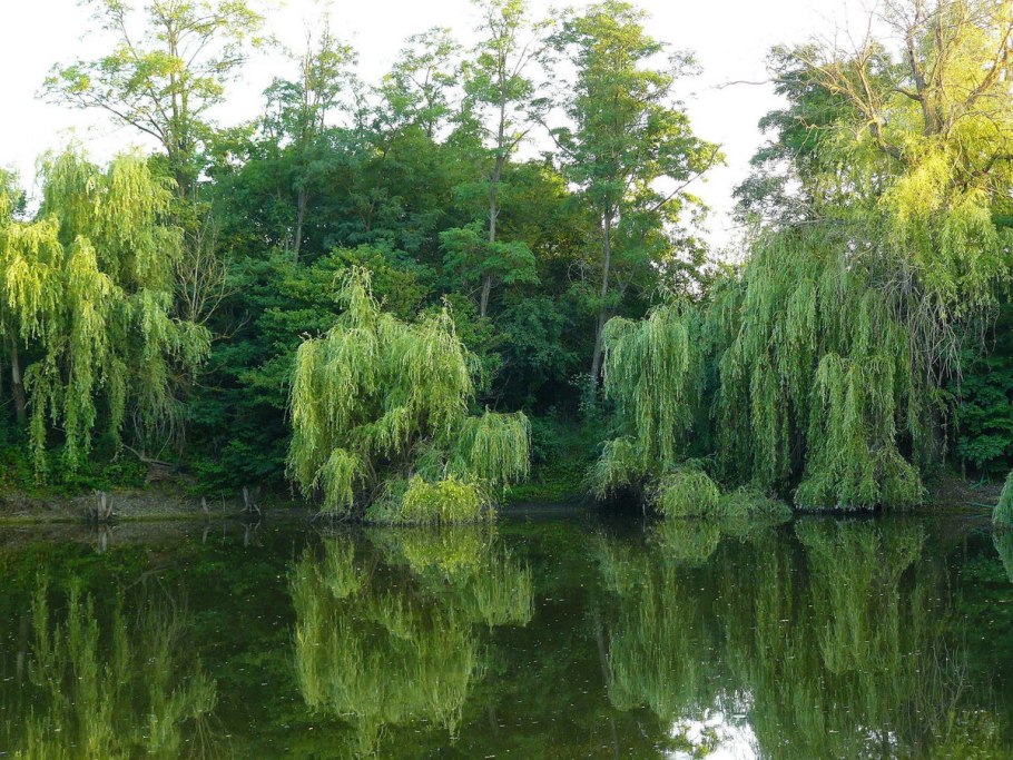Ива Вавилонская плакучая