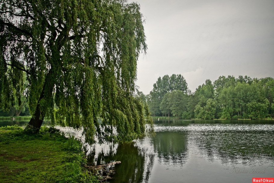 Ива Пендула плакучая