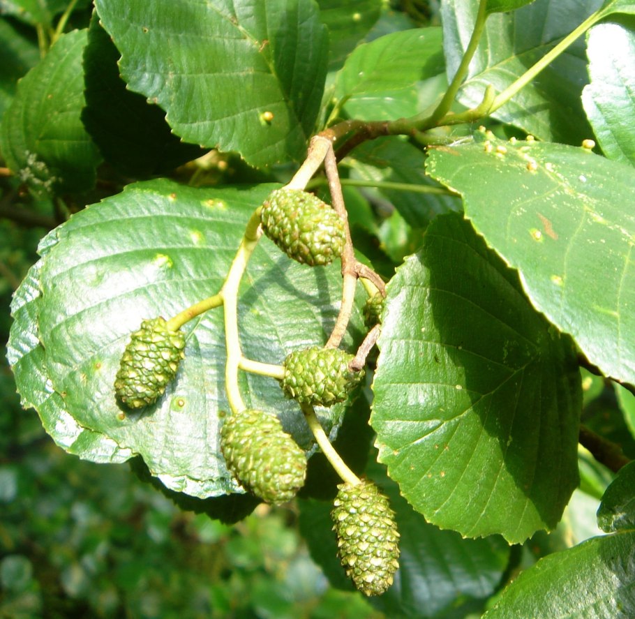 Alnus glutinosa (ольха европейская)
