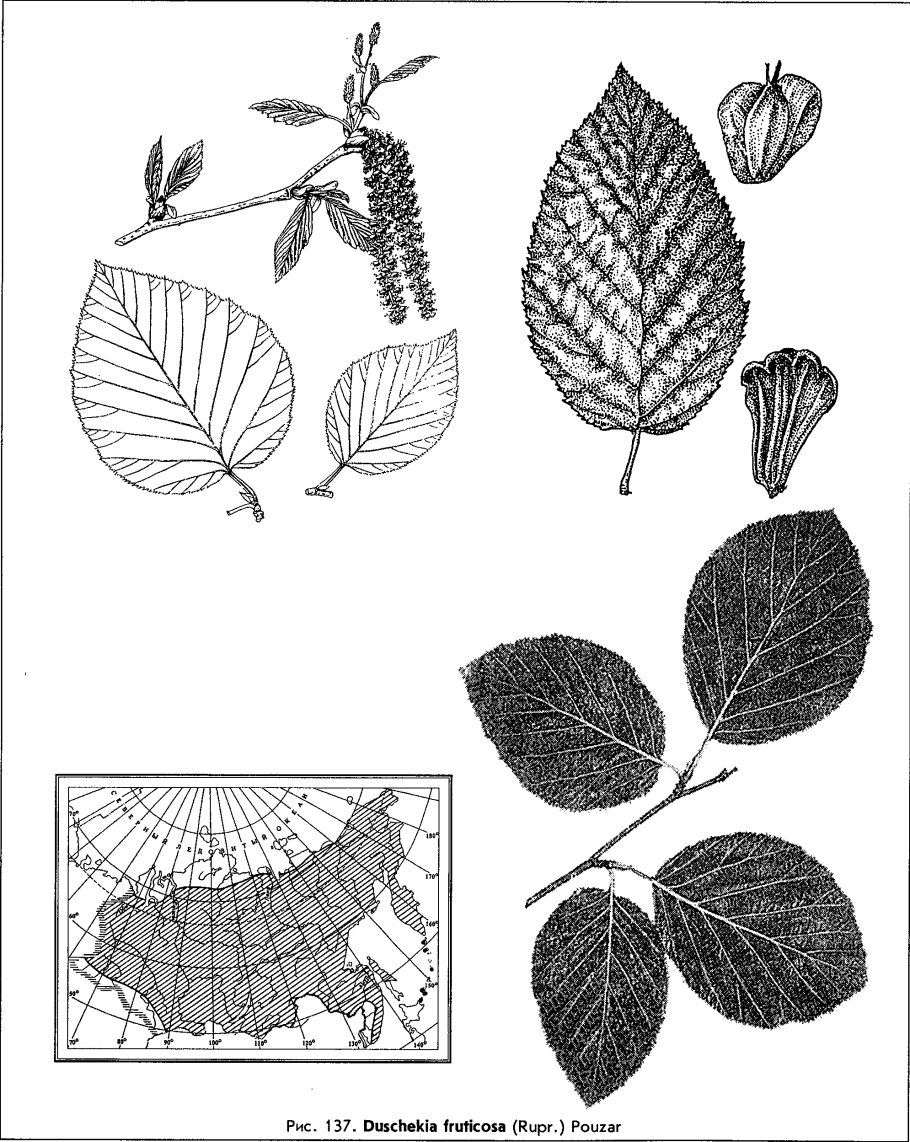 Ольха черная (Alnus glutinosa)