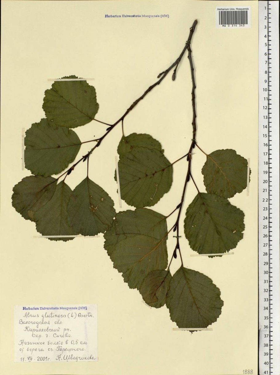 Alnus glutinosa ольха черная осень