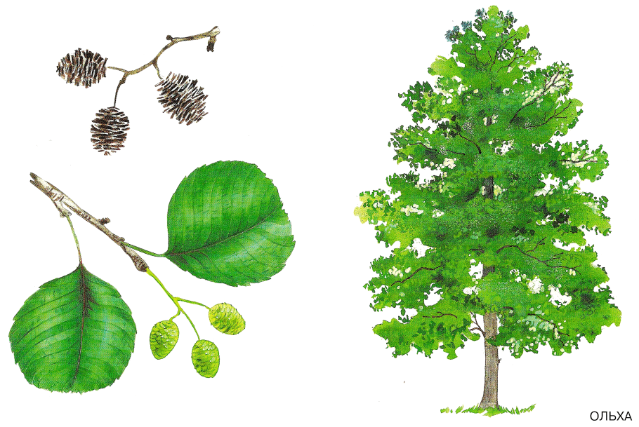 Ольха манчжурская