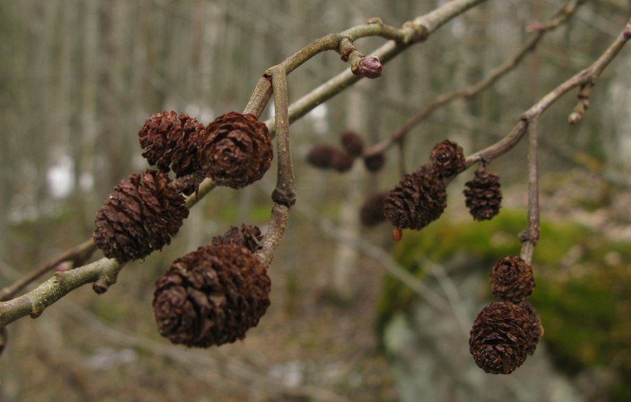 Осина обыкновенная (Populus tremula)