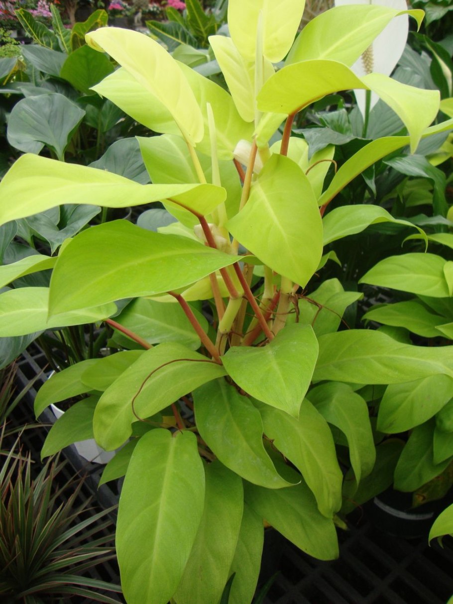 Филодендрон лимон лайм