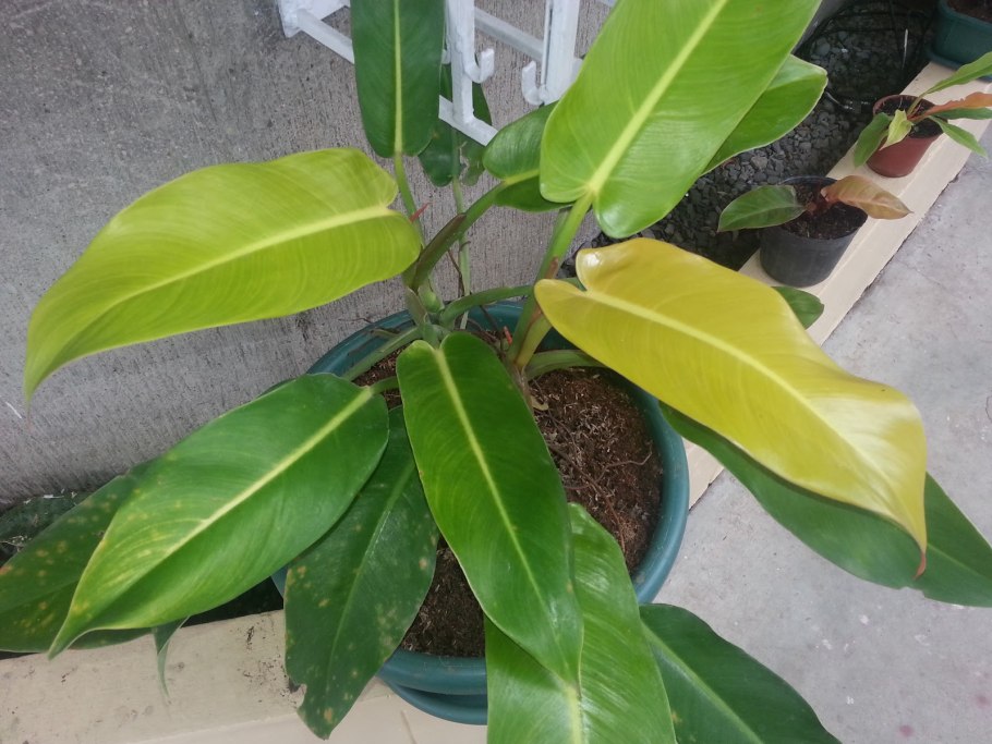 Филодендрон Голди